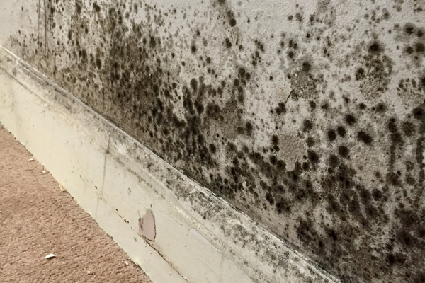 Housing <br>Disrepair